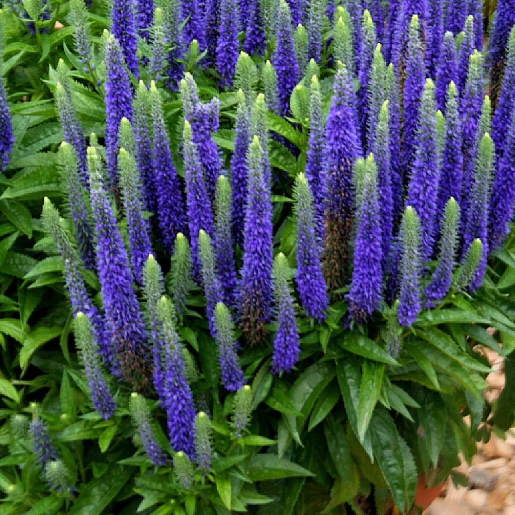 Veronica spicata Glory ROYAL CANDLES - Véronique en épis Royal Candles