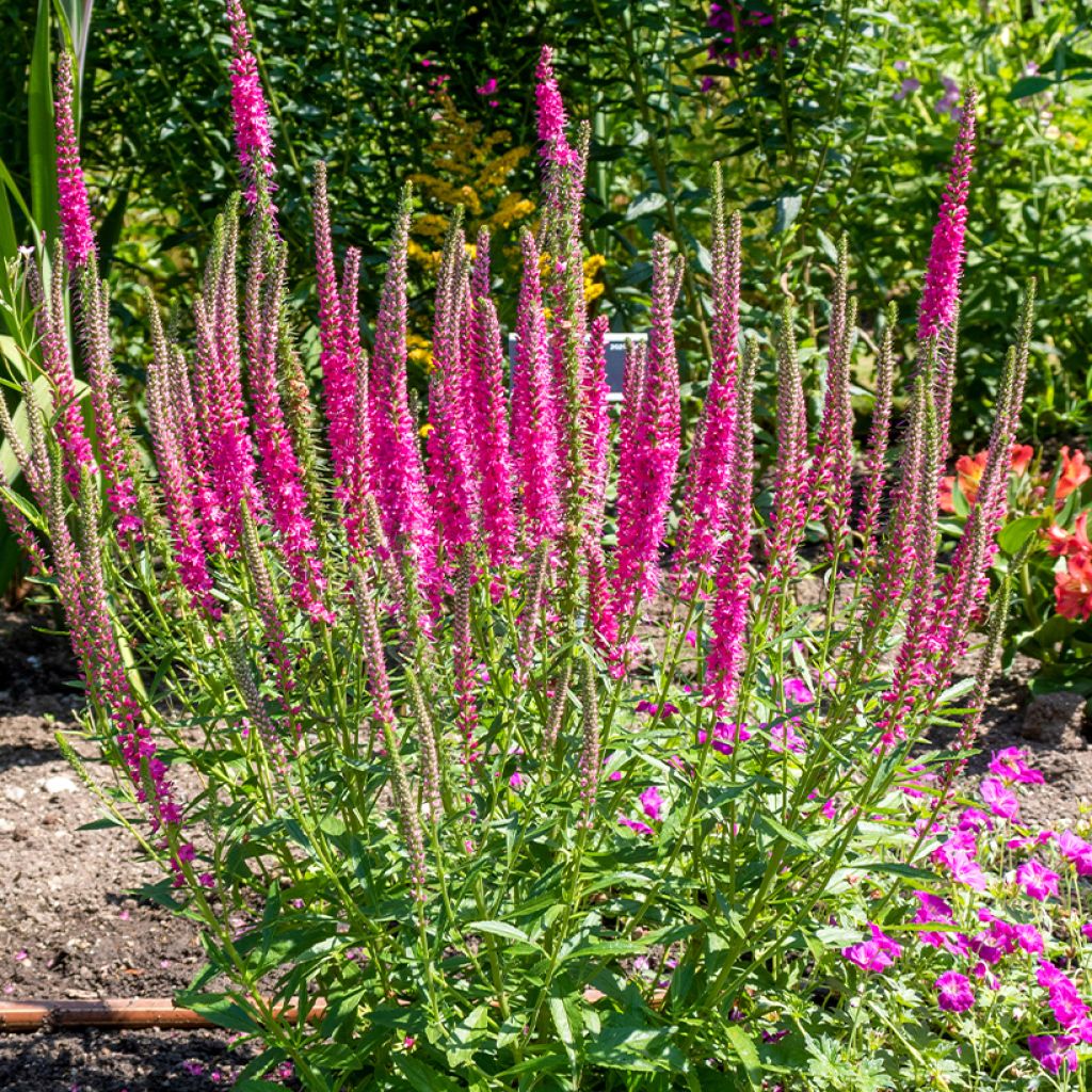 Veronica spicata Rotfuchs