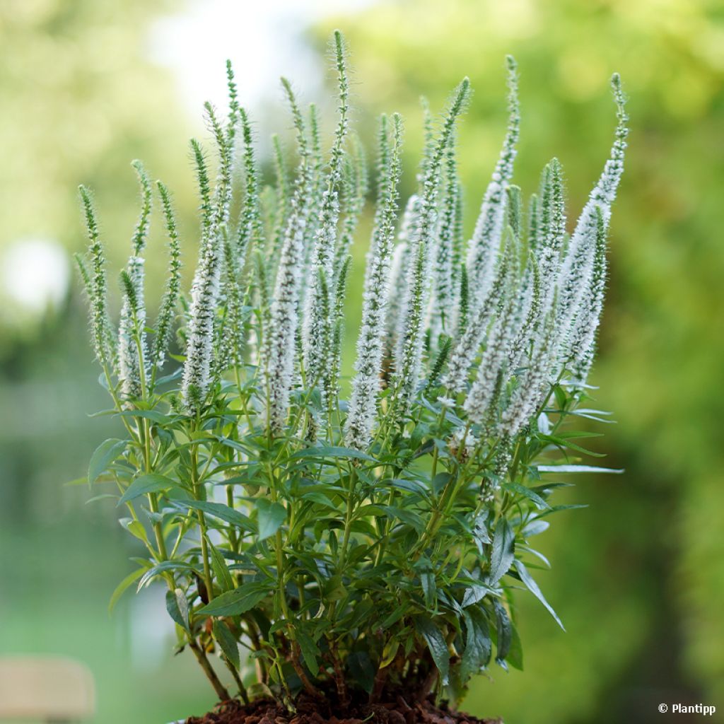 Veronica spicata Snow Candles