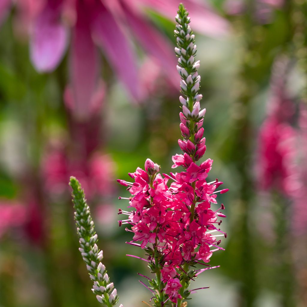 Veronica spicata Younique Baby Red