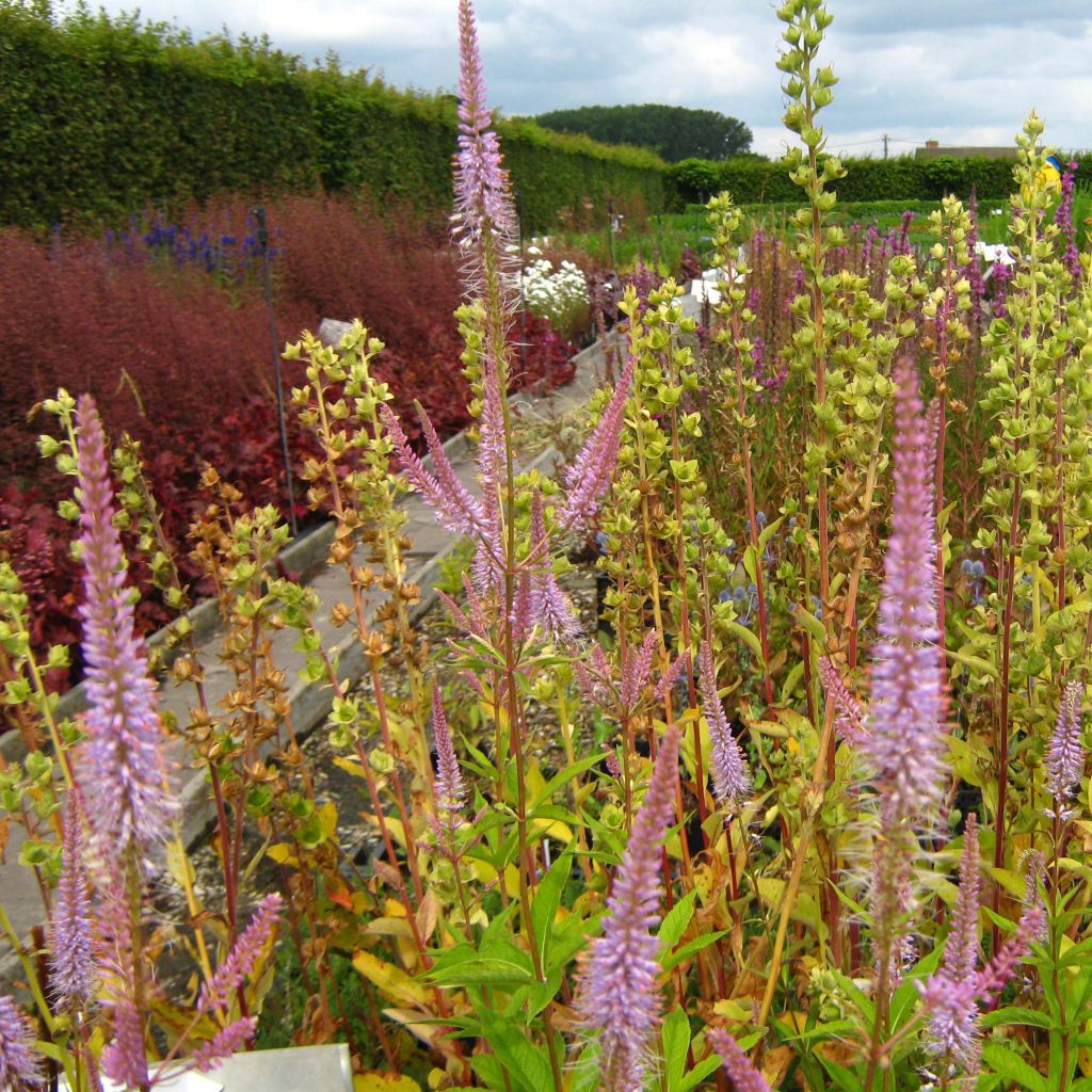 Veronicastrum virginicum Adoration - Véronique de Virginie