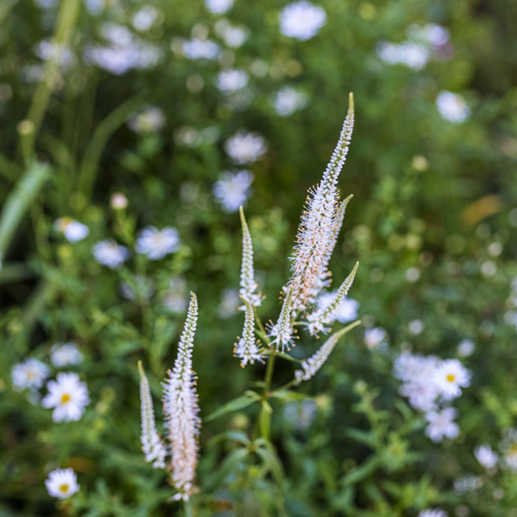 Veronicastrum virginicum Diane ou Diana - Véronique de Virginie