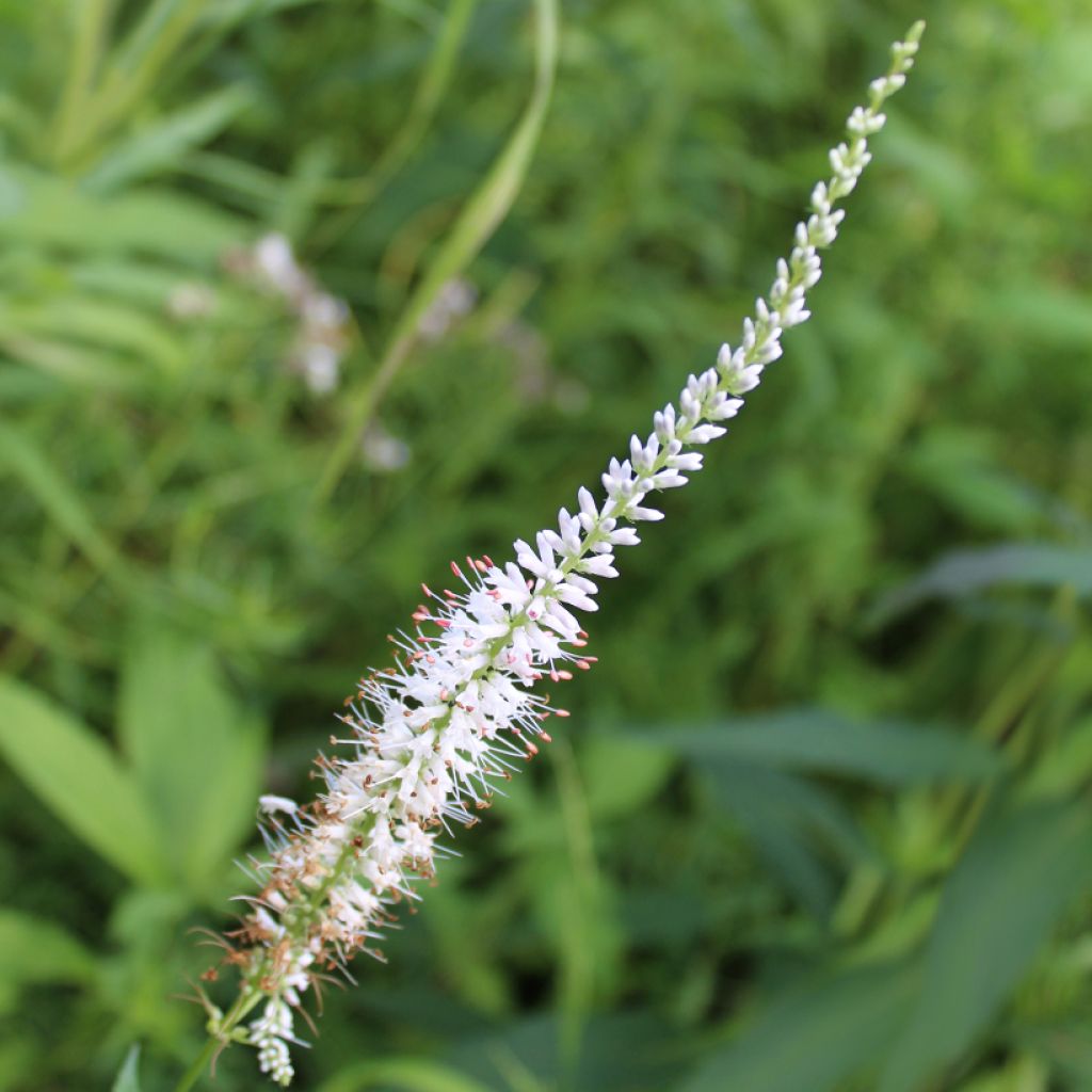 Veronicastrum virginicum Diane ou Diana - Véronique de Virginie