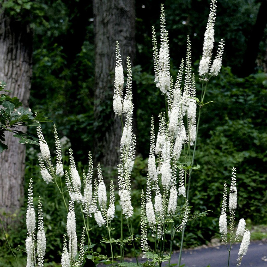 Veronicastrum virginicum Diane ou Diana - Véronique de Virginie