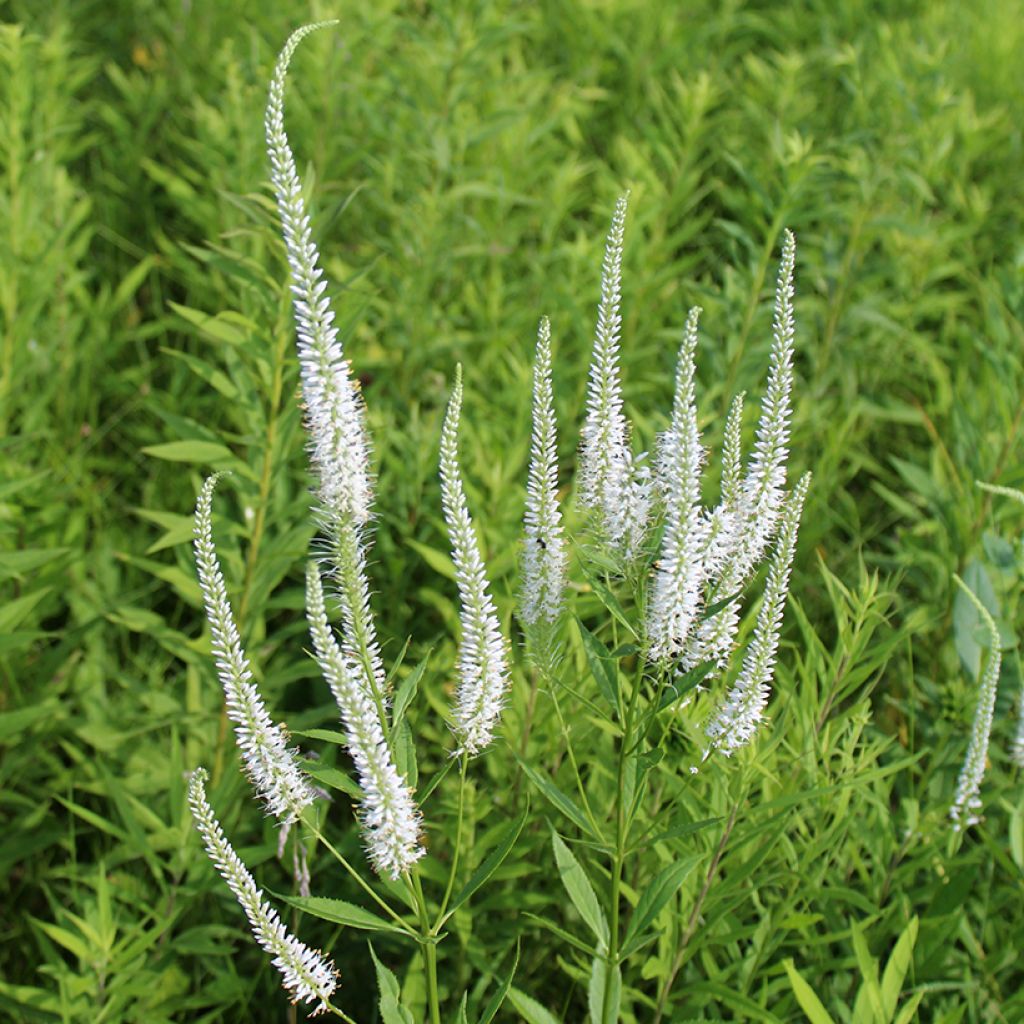 Veronicastrum virginicum Diane ou Diana - Véronique de Virginie