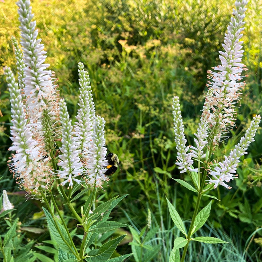 Veronicastrum virginicum Diane ou Diana - Véronique de Virginie