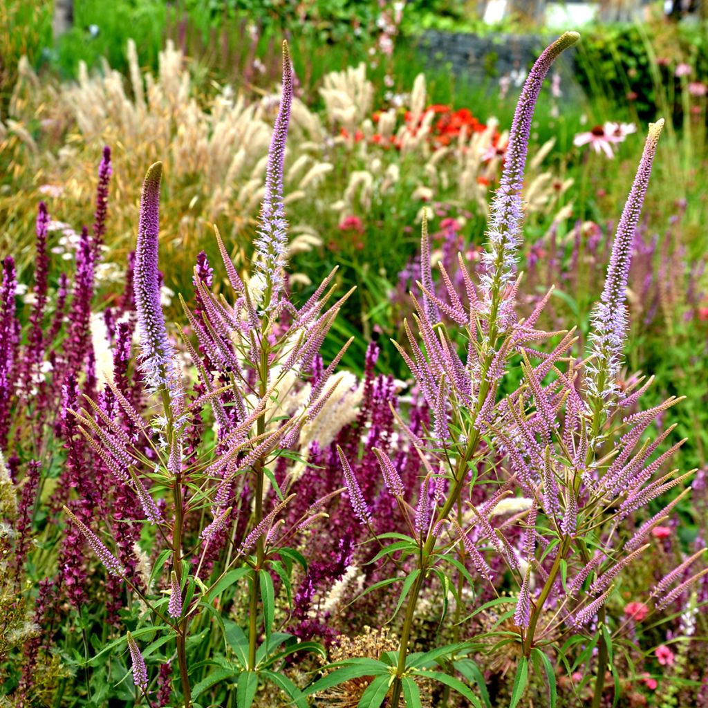 Veronicastrum virginicum Fascination