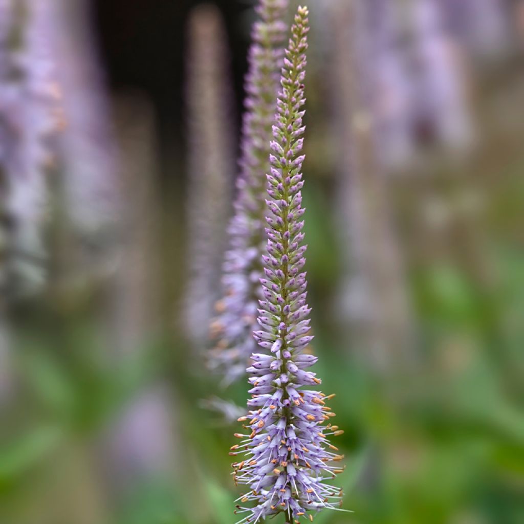 Veronicastrum virginicum Fascination