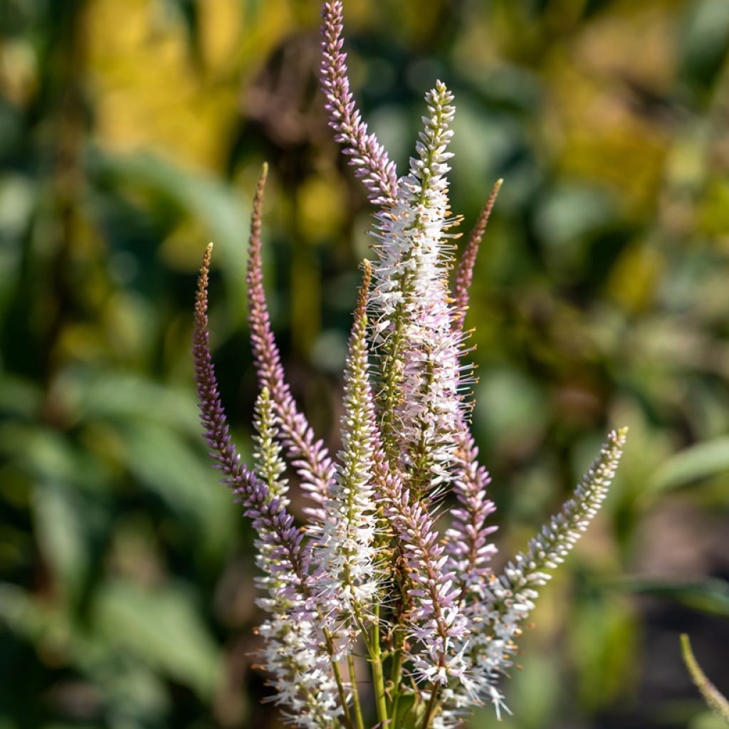 Veronicastrum virginicum Kleine Erika - Véronique de Virginie