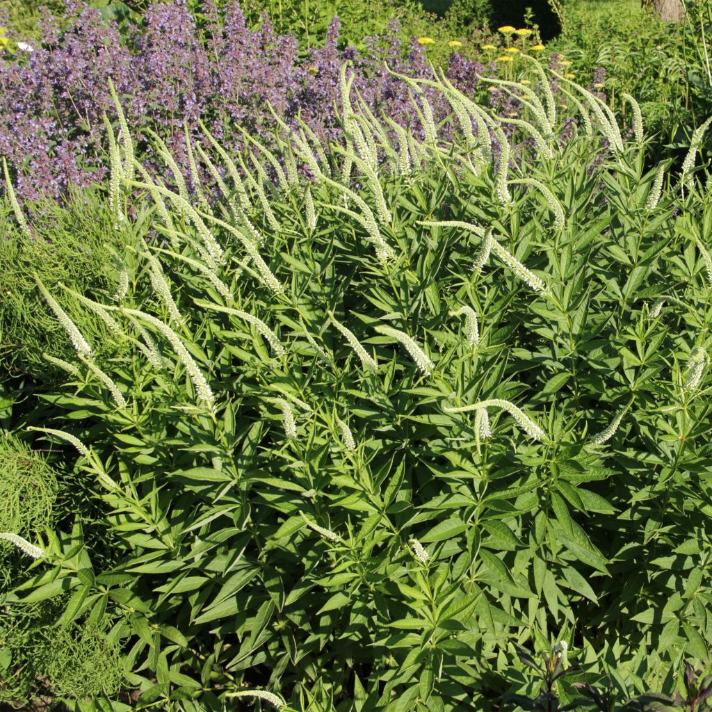 Veronicastrum virginicum Spring Dew - Véronique de Virginie