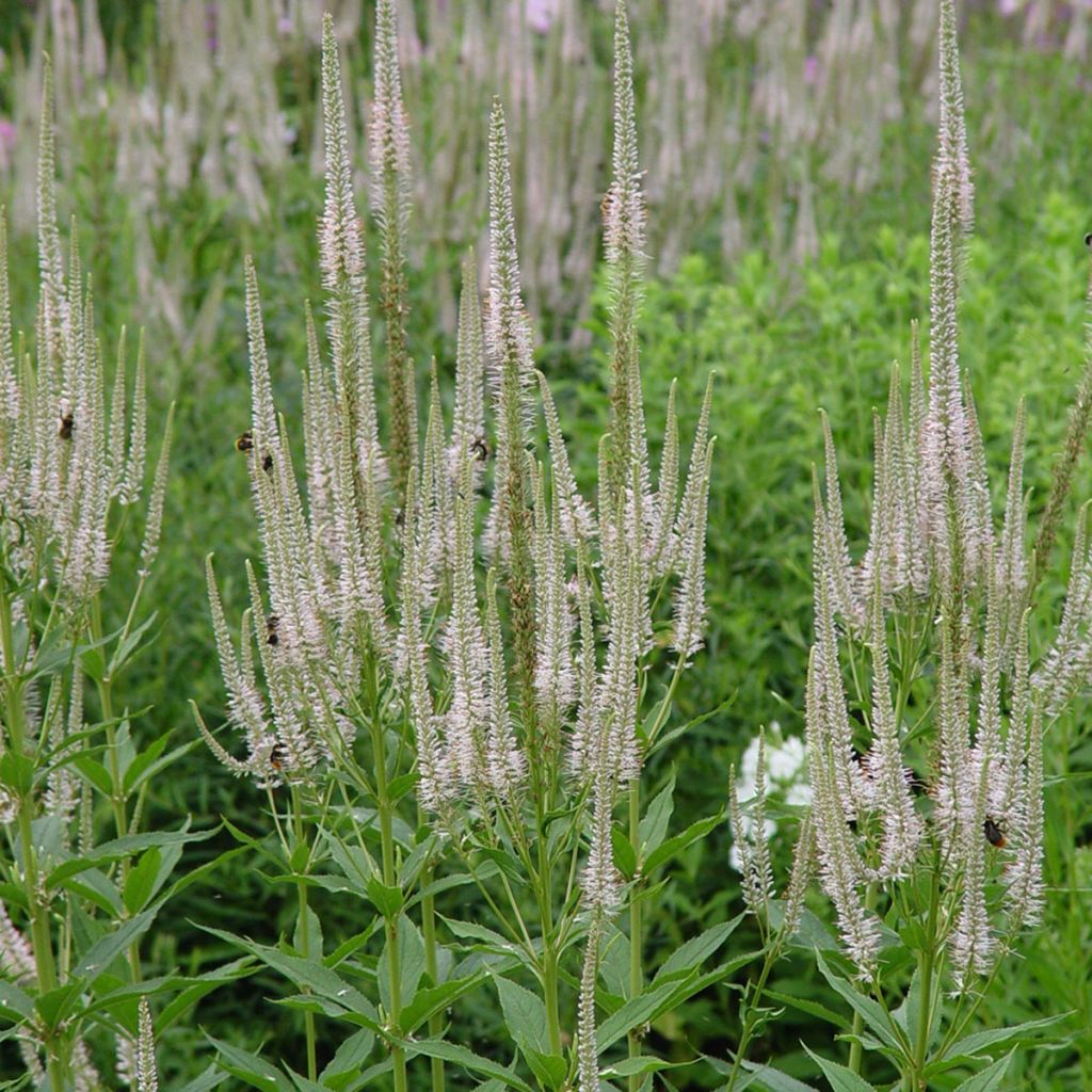 Veronicastrum virginicum Lavendelturm