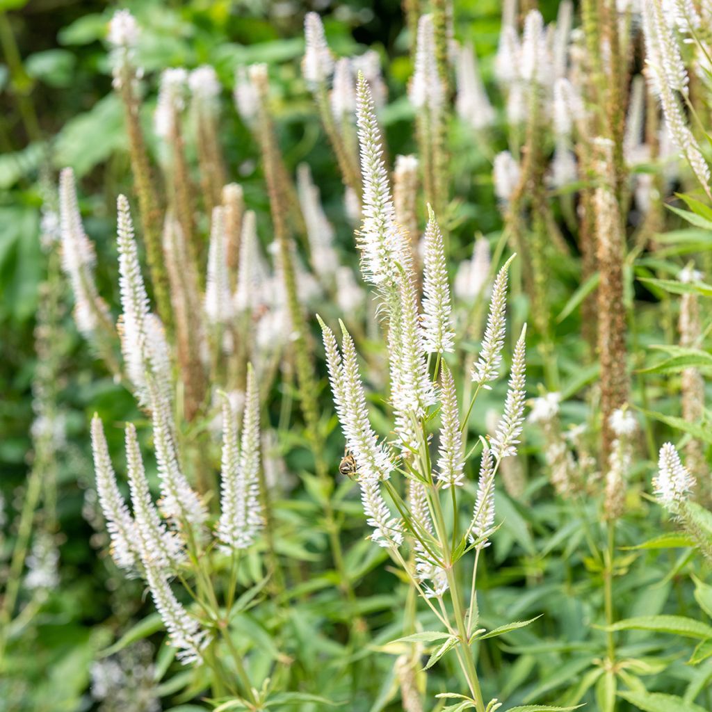 Veronicastrum virginicum Album