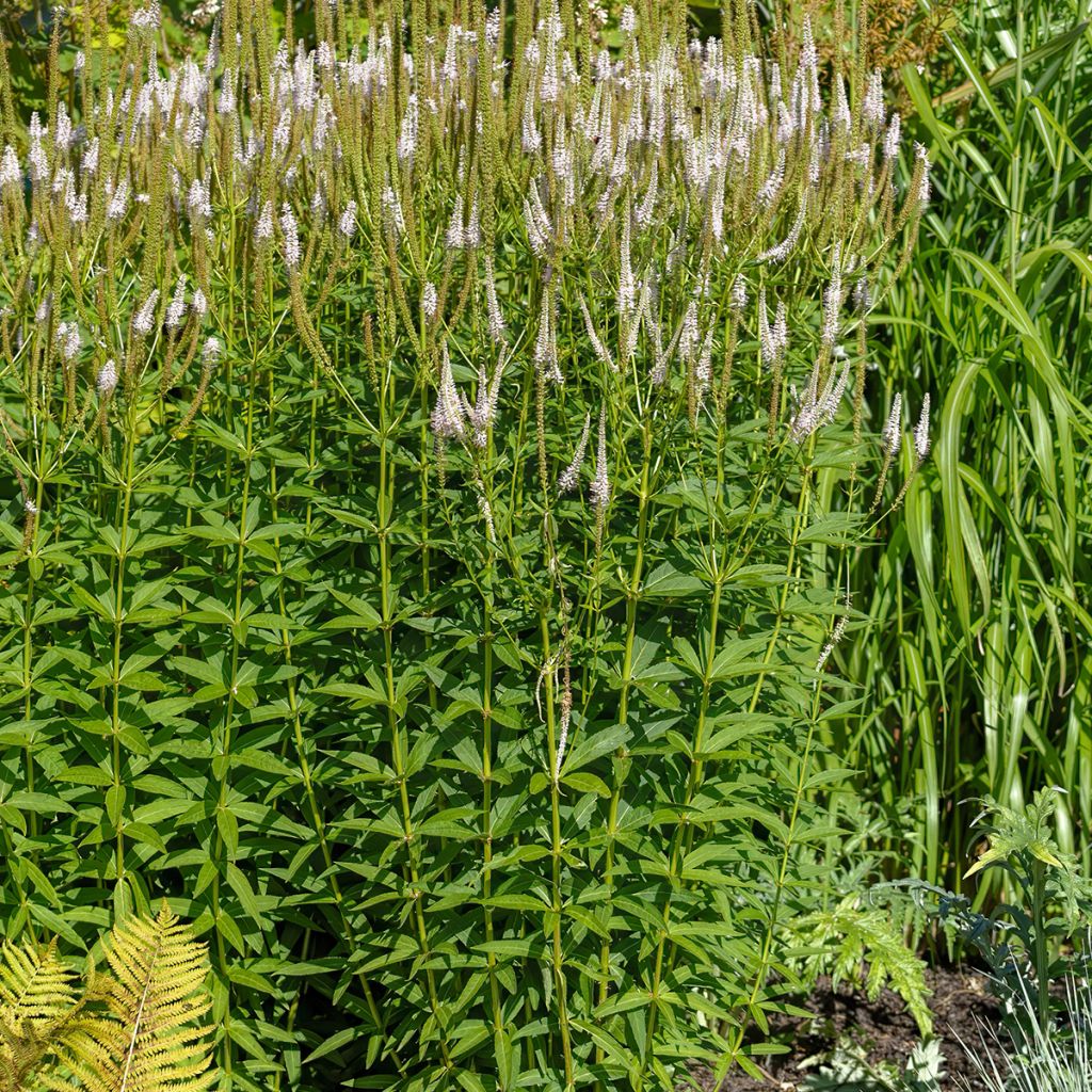 Veronicastrum virginicum Album