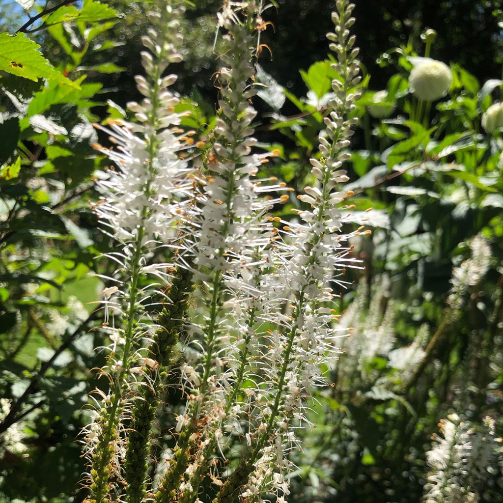 Veronicastrum virginicum Album