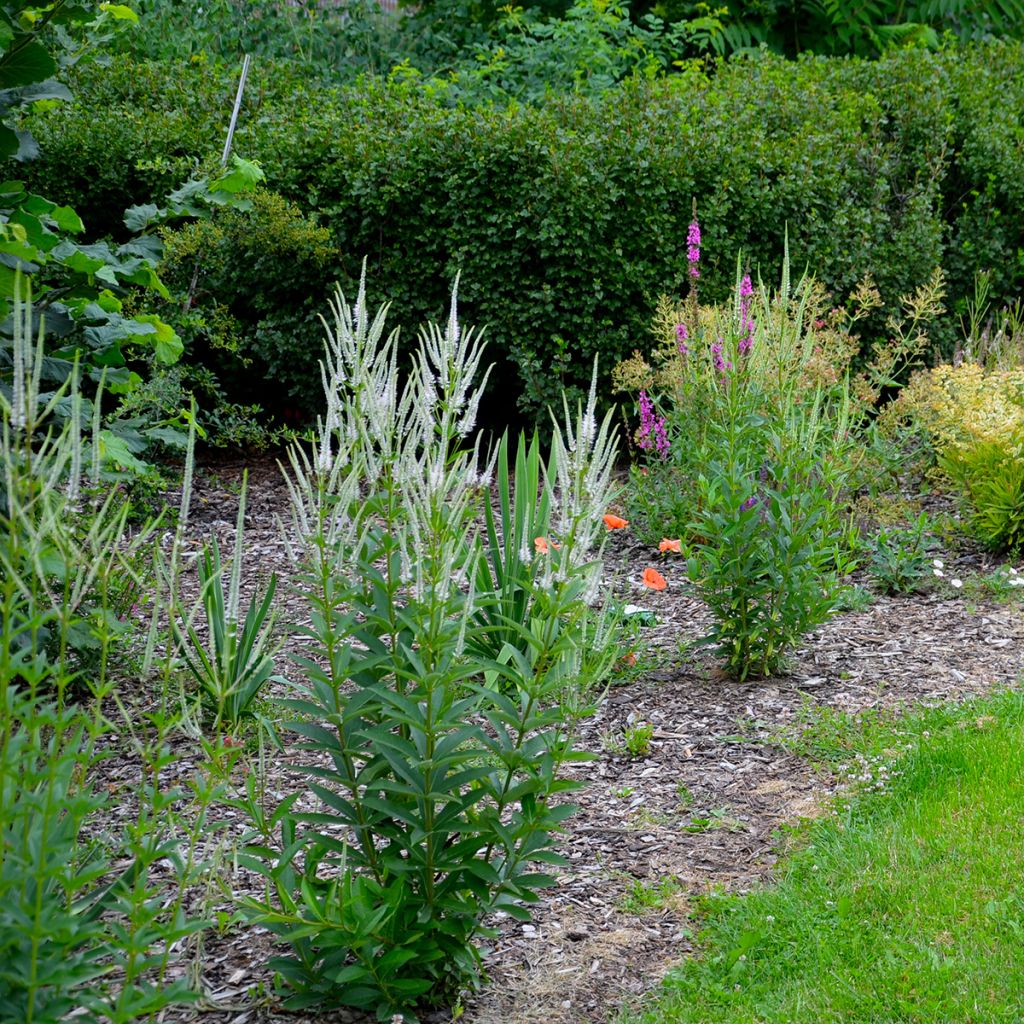 Veronicastrum virginicum Album