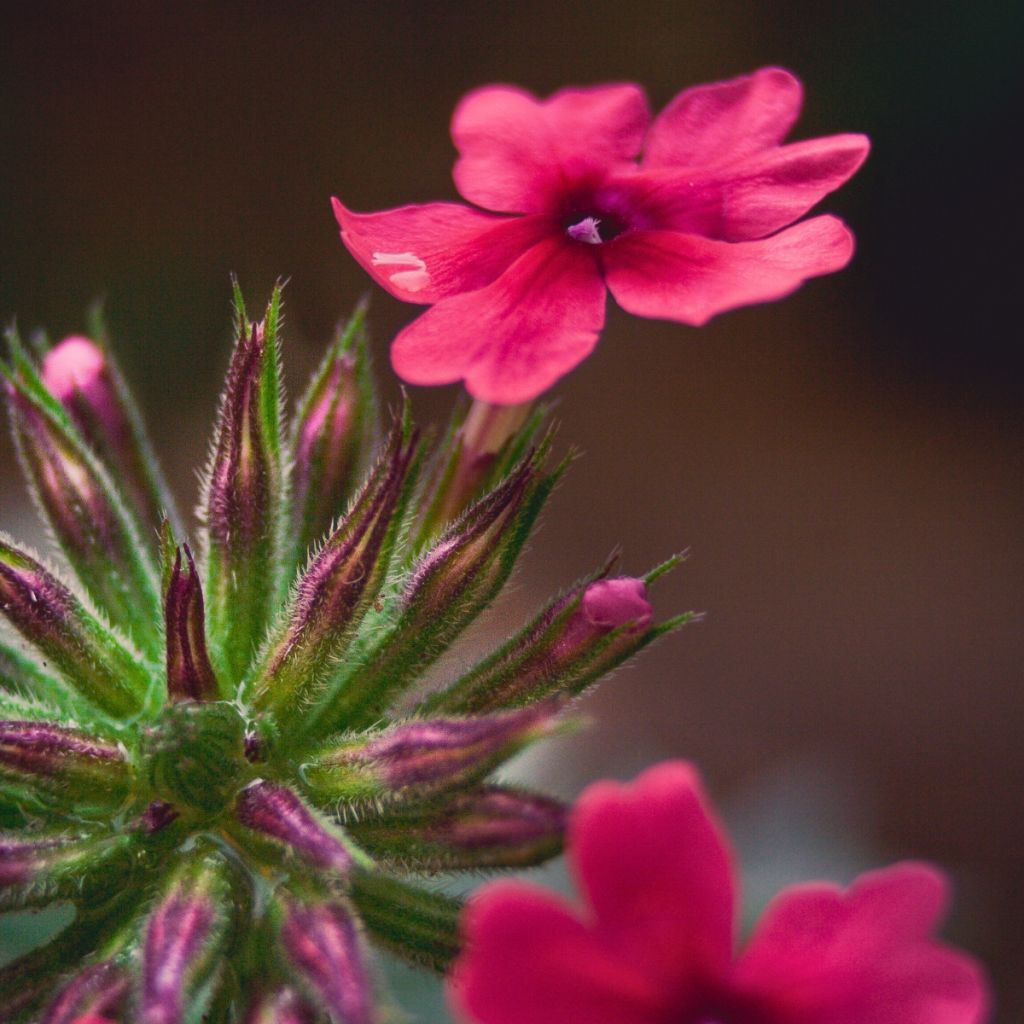 Verbena hybrida Endurascape Magenta