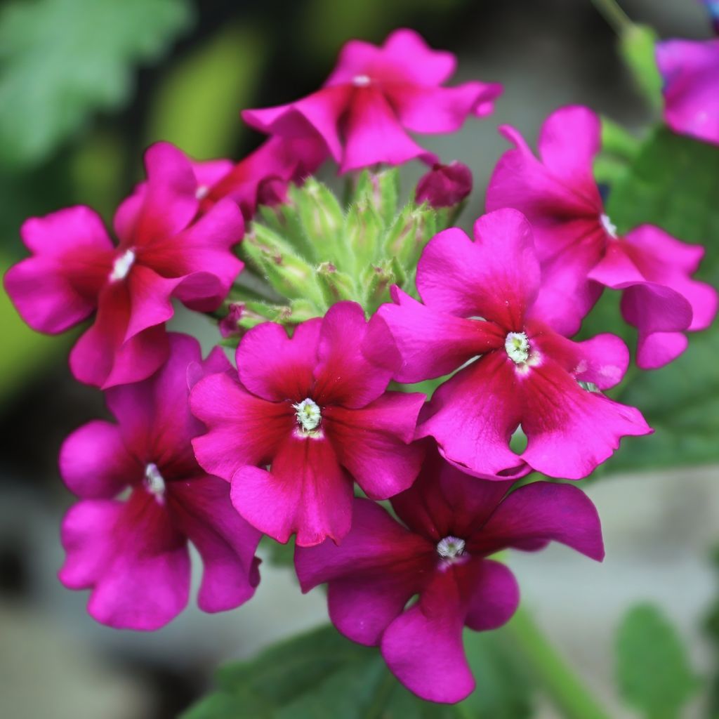 Verbena hybrida Endurascape Magenta