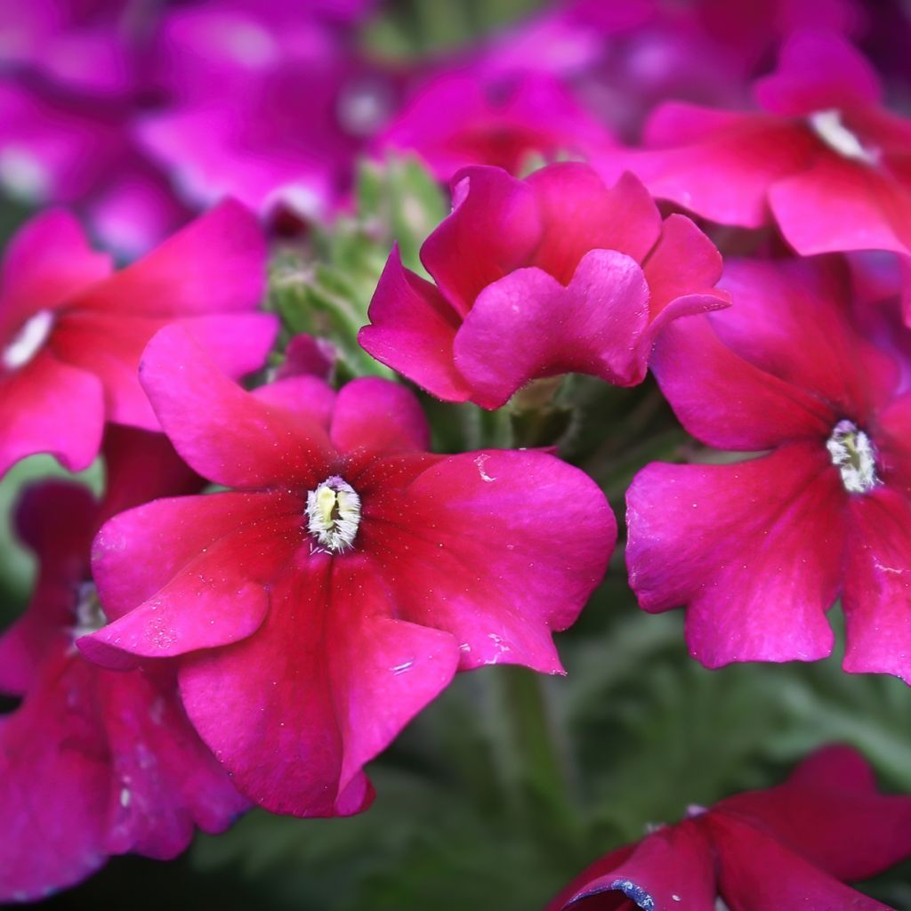 Verbena hybrida Endurascape Magenta