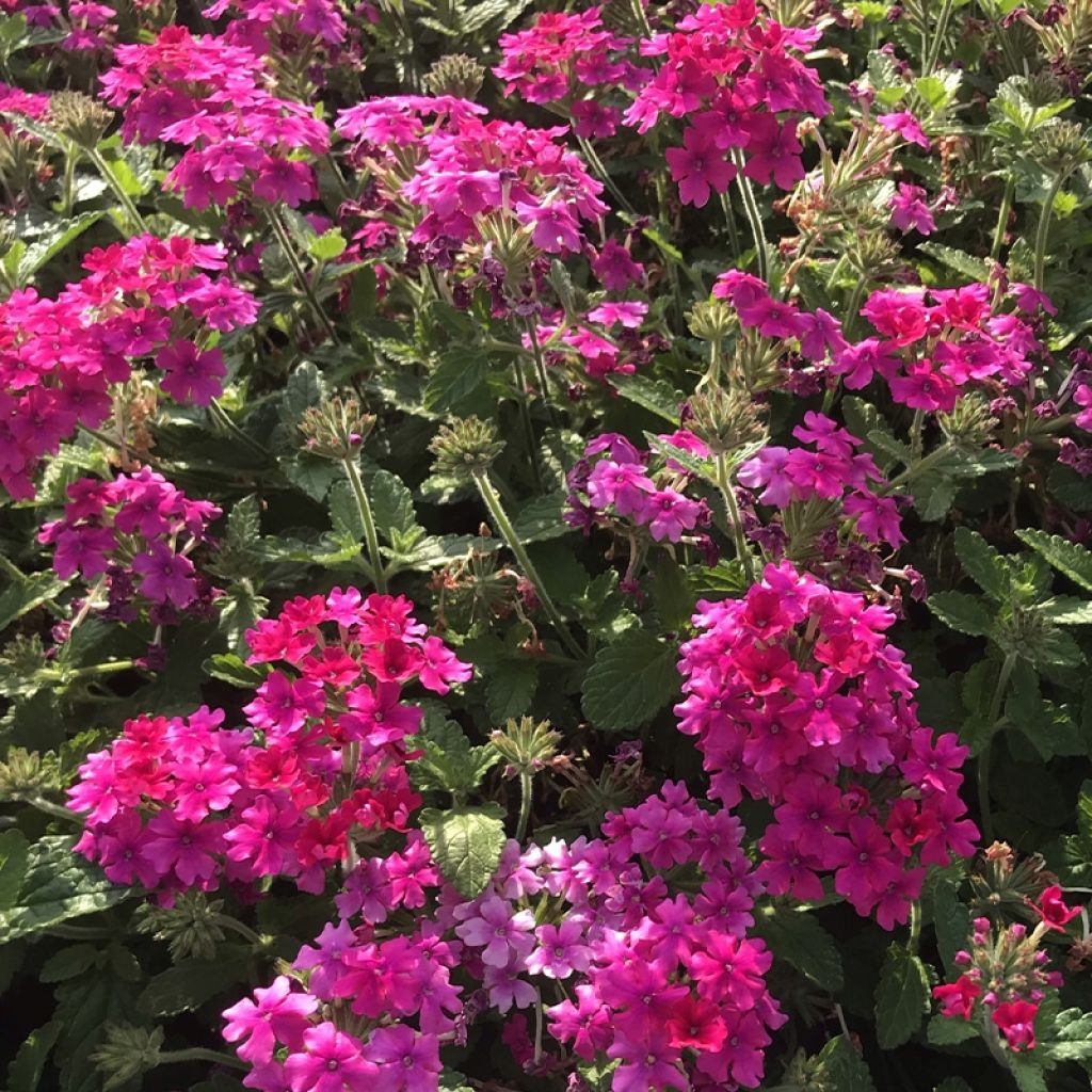 Verbena hybrida Endurascape Magenta