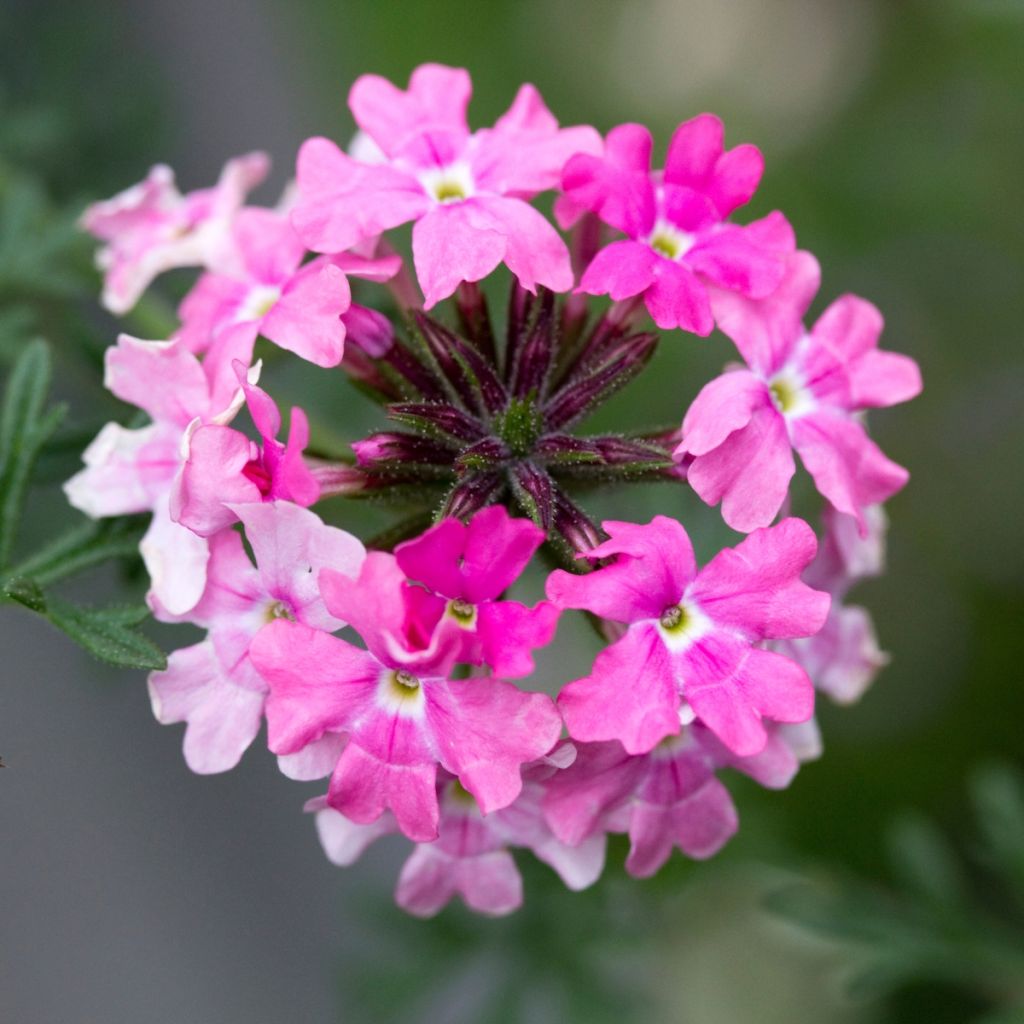 Verbena hybrida Endurascape Pink Fizz