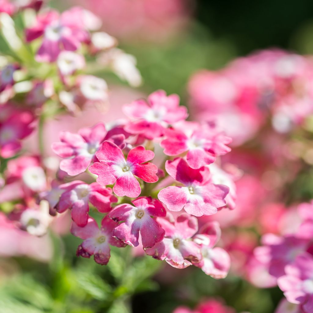 Verbena hybrida Endurascape Pink Fizz