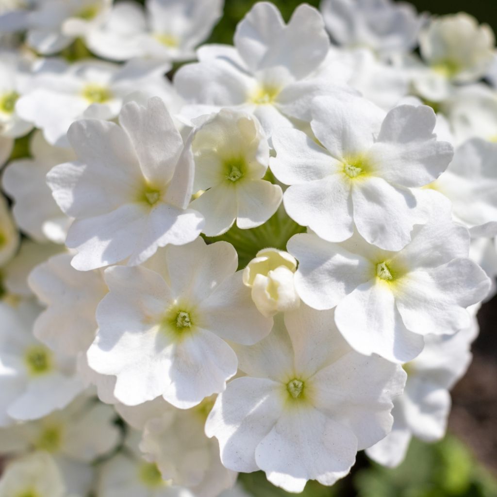 Verbena hybrida Endurascape White