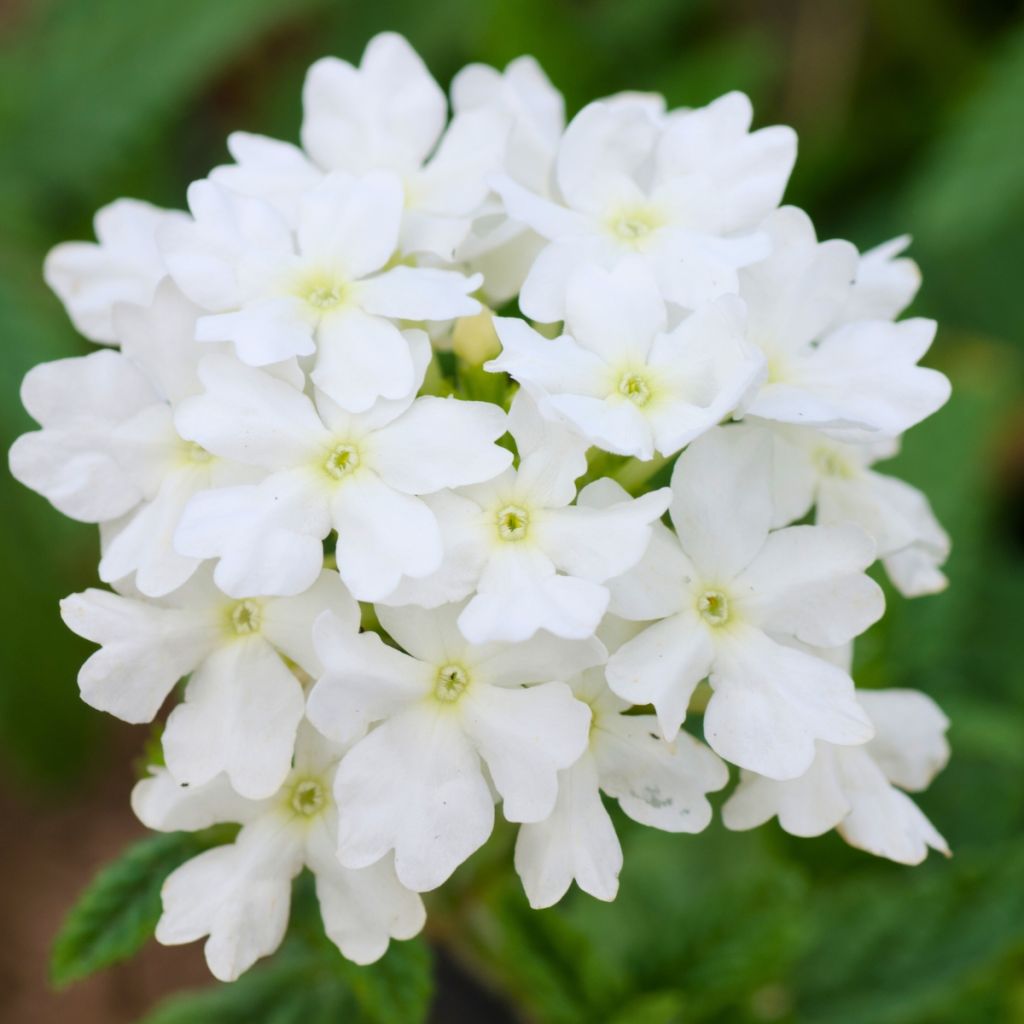 Verbena hybrida Endurascape White