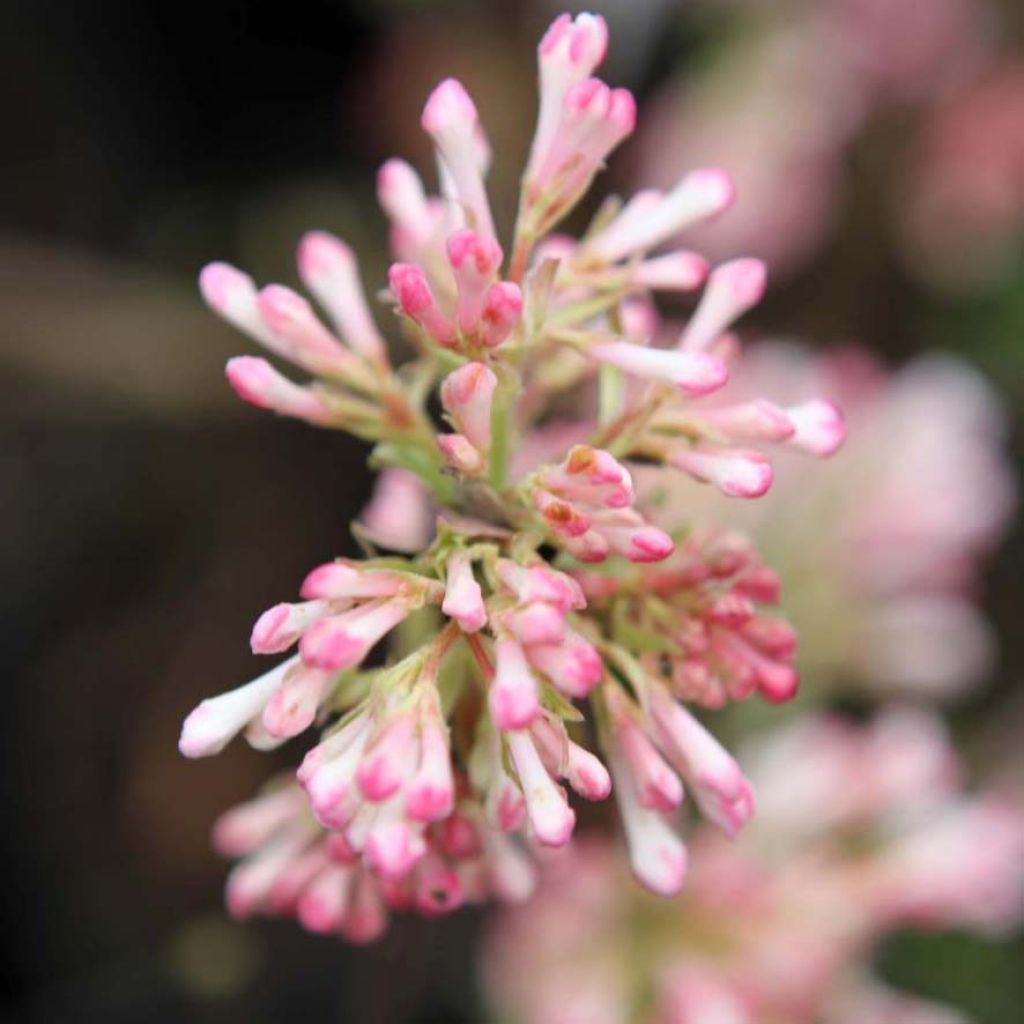 Viburnum bodnantense Charles Lamont