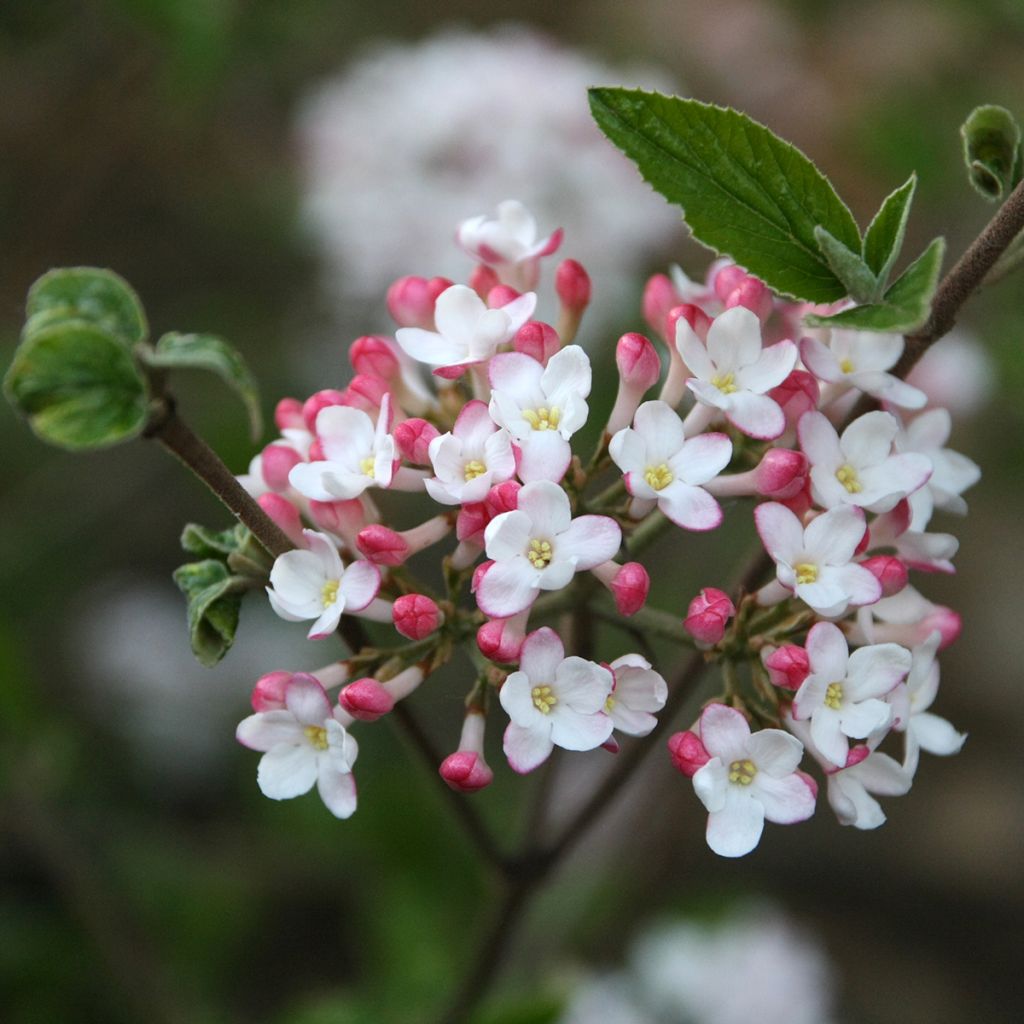 Viburnum burkwoodii Mohawk