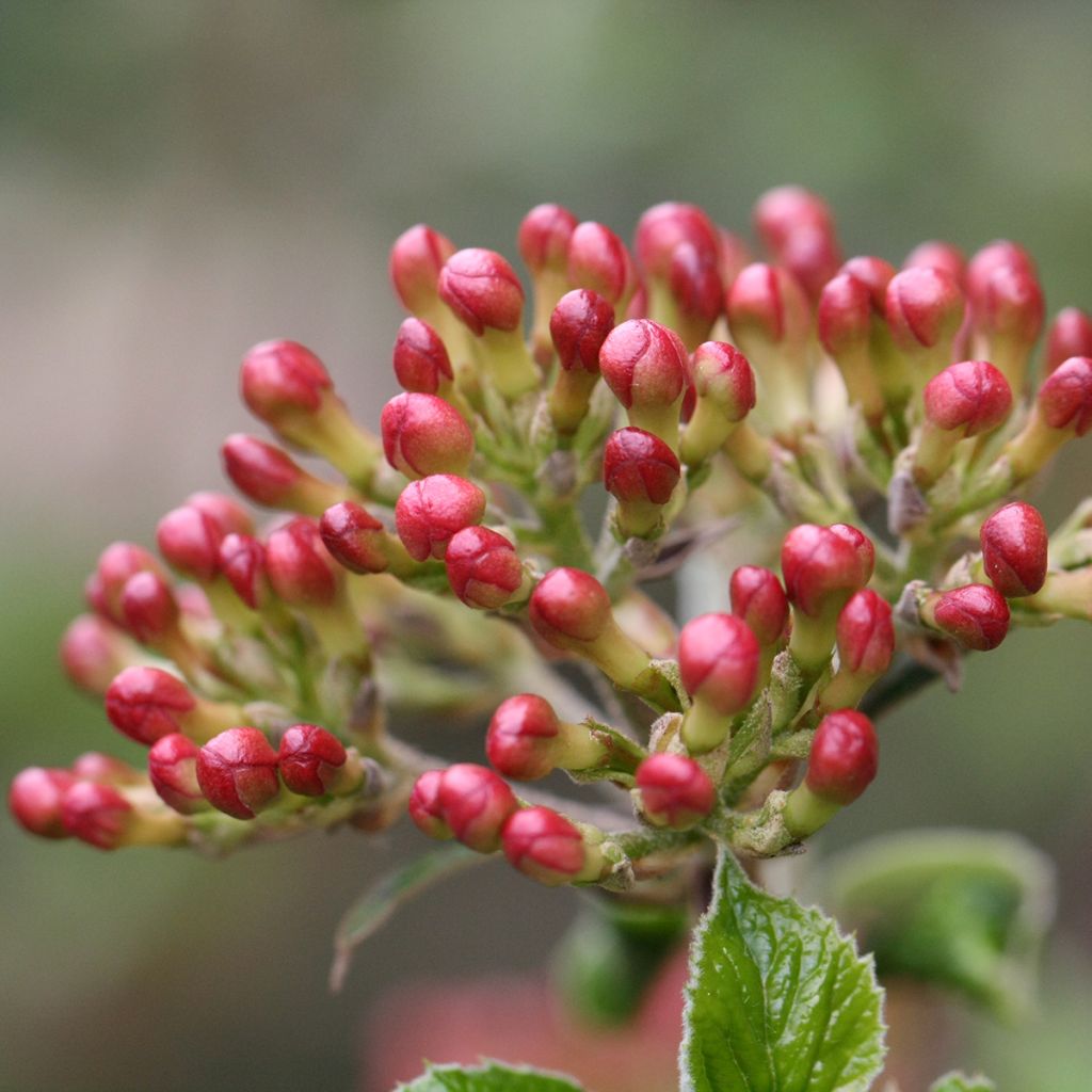 Viorne du Burkwood - Viburnum x burkwoodii Mohawk