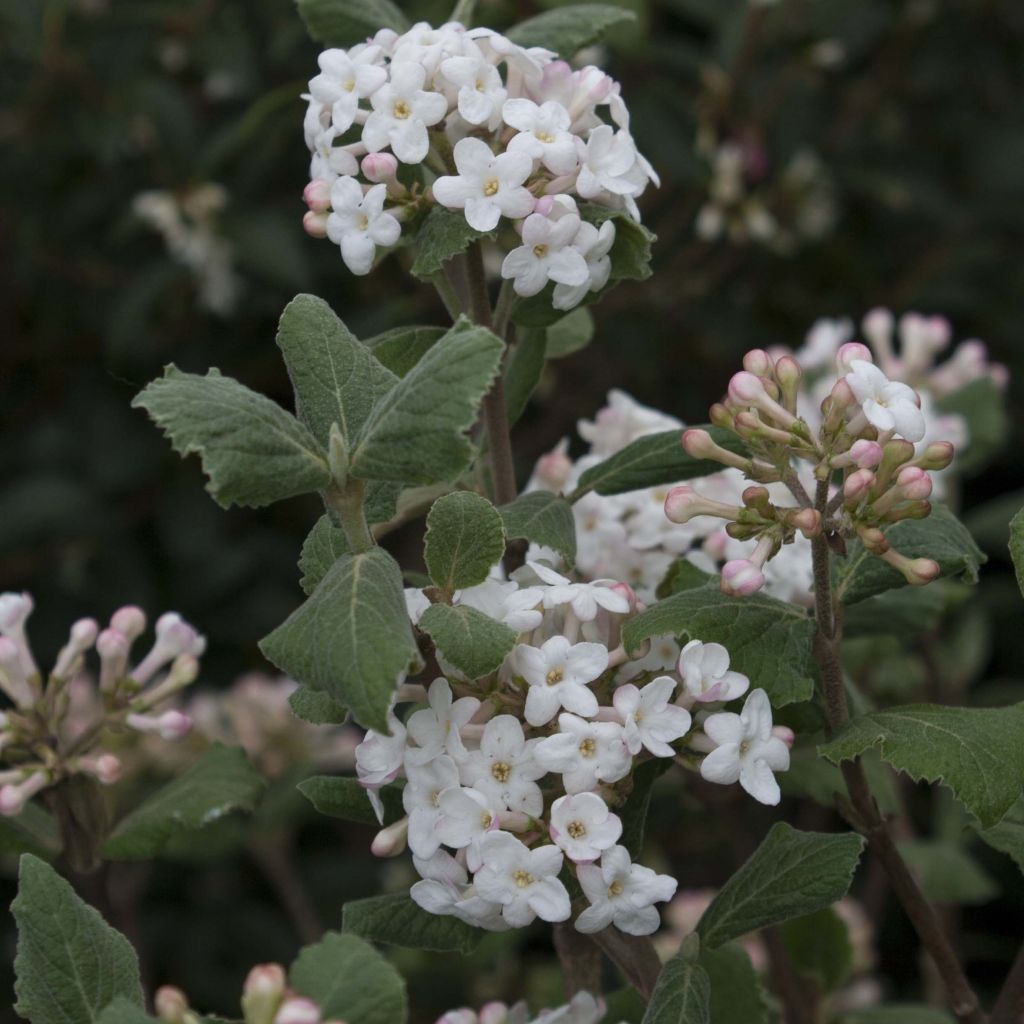 Viburnum carlesii Caprifoliaceae