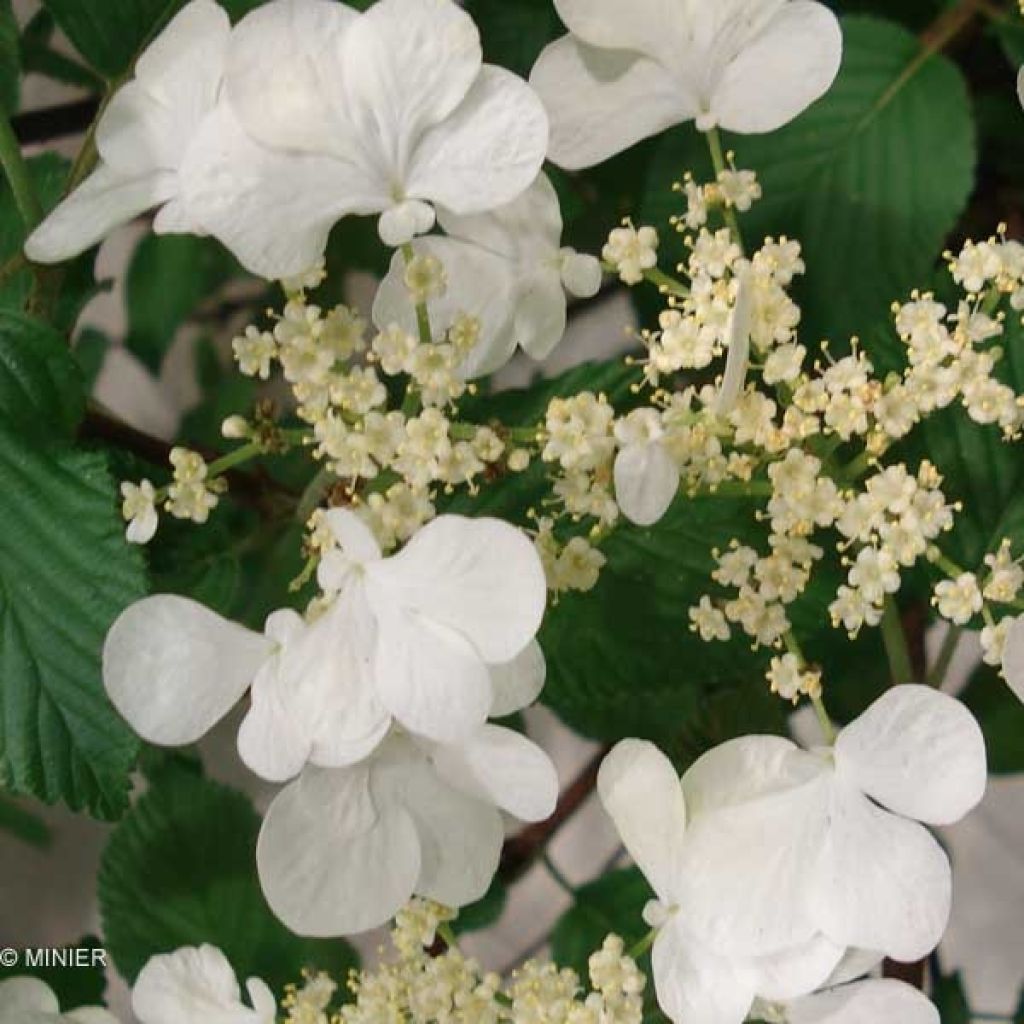 Viburnum plicatum Mariesii Great Star