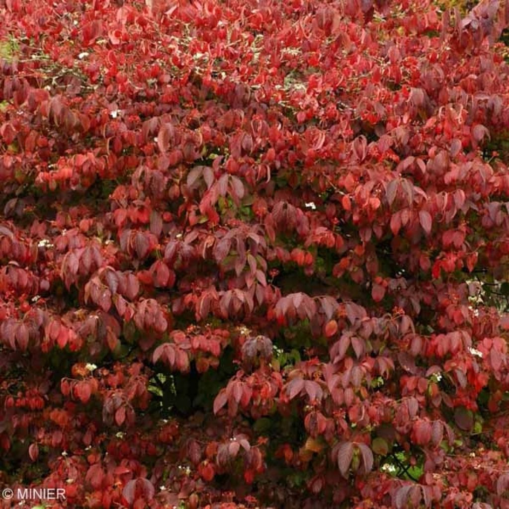 Viburnum plicatum Mariesii Great Star