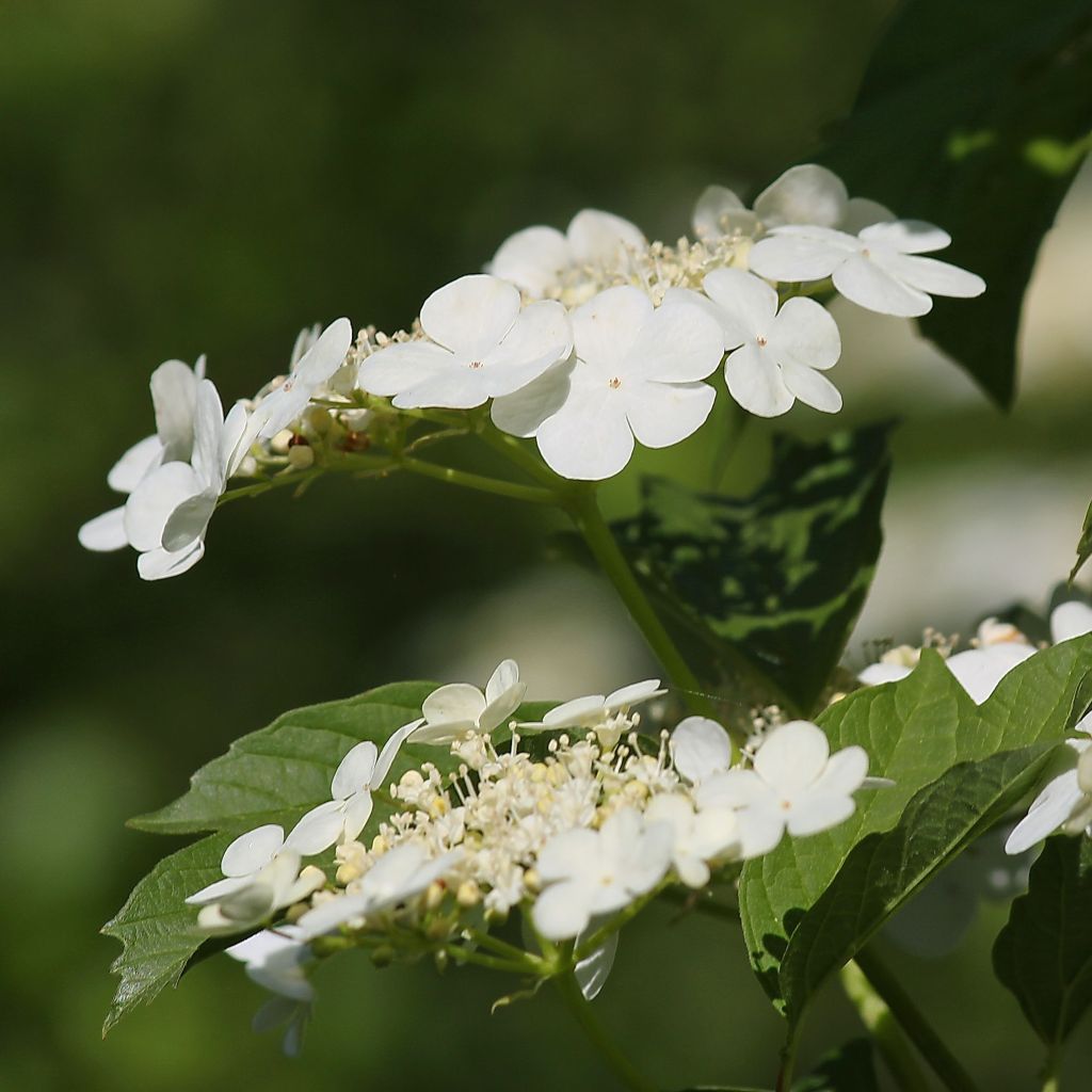 Guelder rose - Viburnum opulus