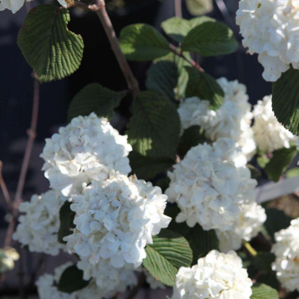 Viburnum plicatum  Grandiflorum Noble ®