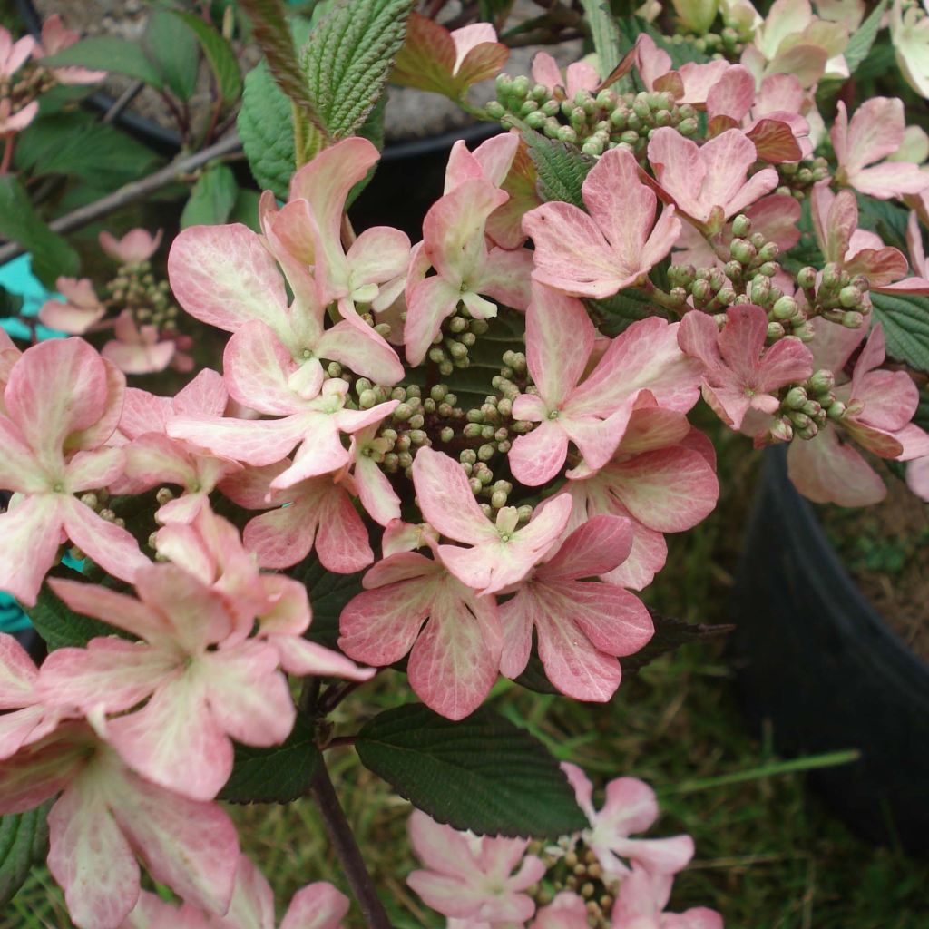 Viburnum plicatum f. tomentosum Molly Schroeder