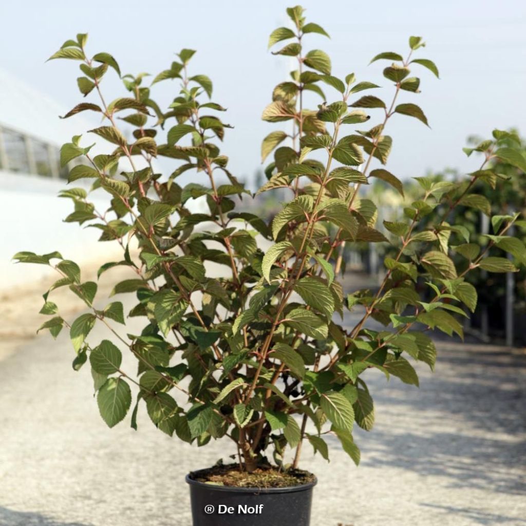 Viburnum plicatum Opening Day