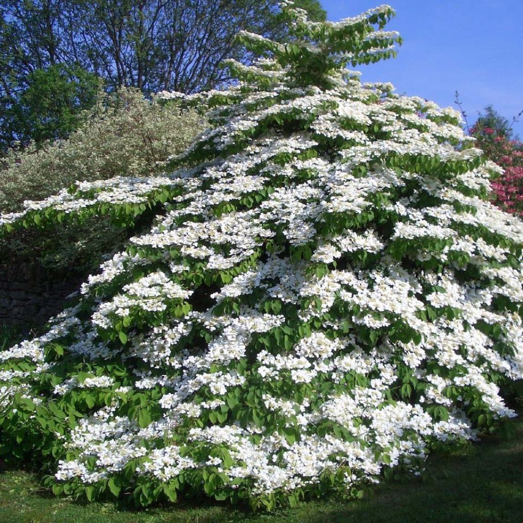 Viburnum plicatum Tomentosum