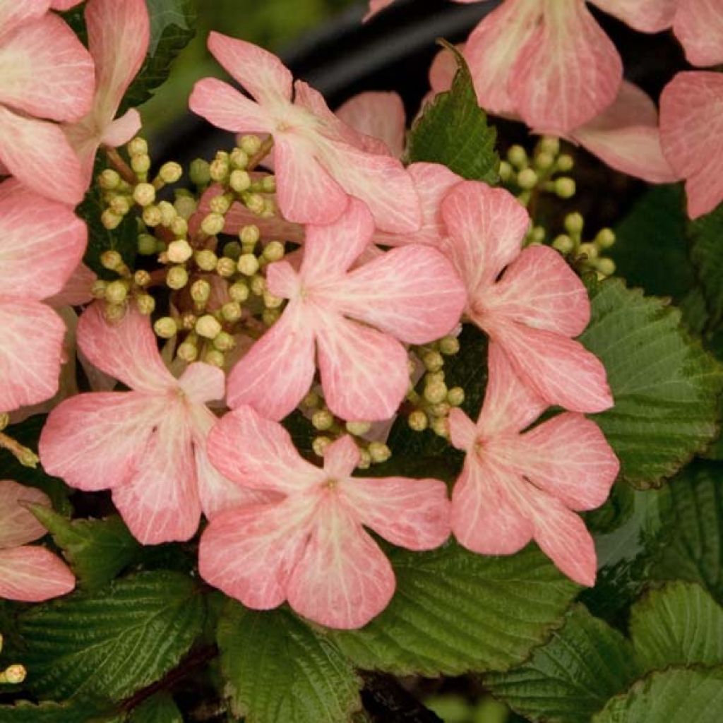 Viorne, Viburnum Plicatum Pink Beauty