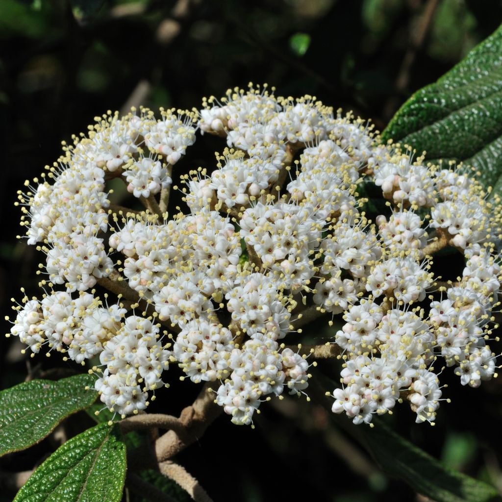 Viburnum rhytidophyllum - Viorne à feuilles ridées.