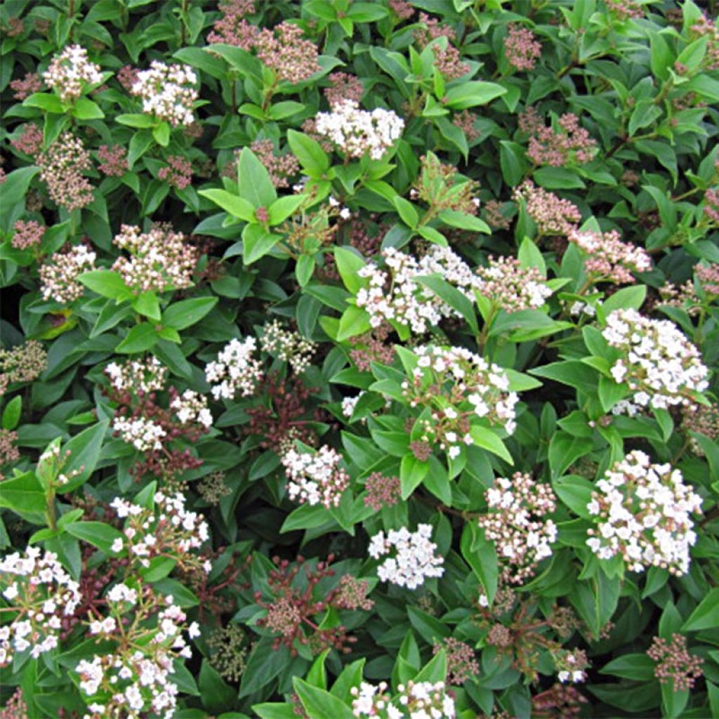 Viburnum tinus Eve Price