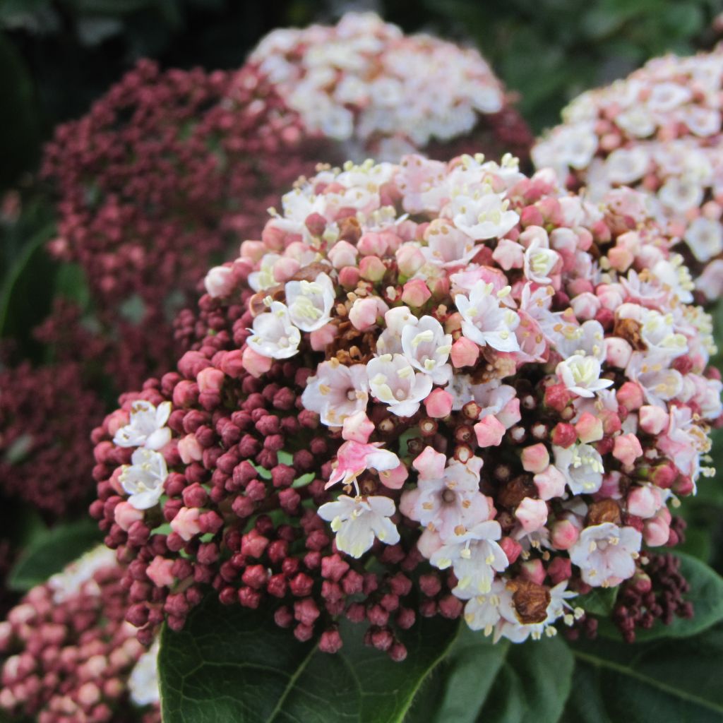 Viburnum tinus Lisarose - Laurier-tin rose