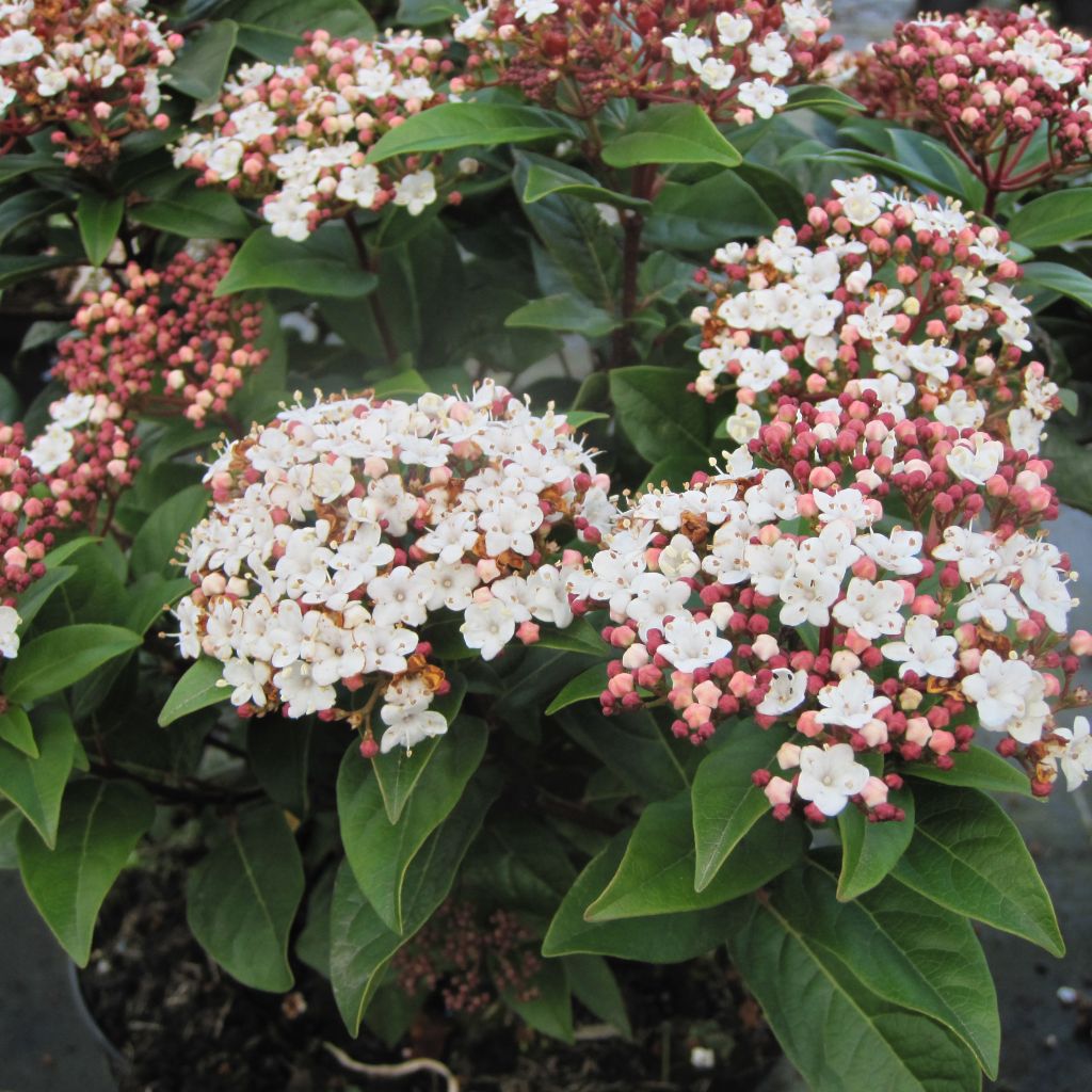 Viburnum tinus Lisarose - Laurier-tin rose