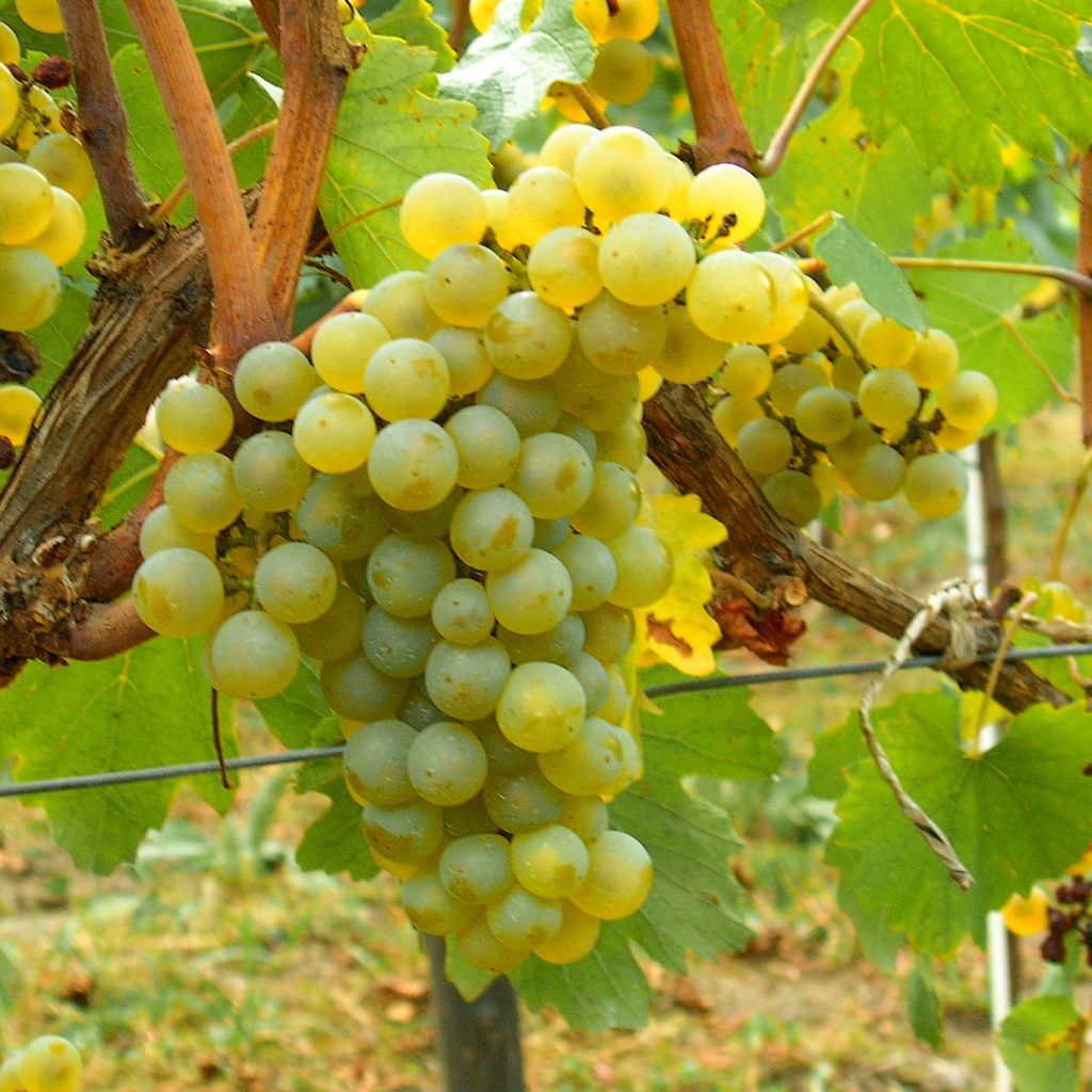 Vigne Chardonnay