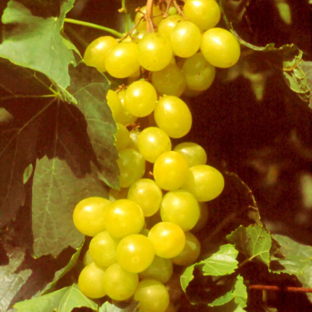 Vigne Muscat d'Alexandrie - Vitis vinifera 