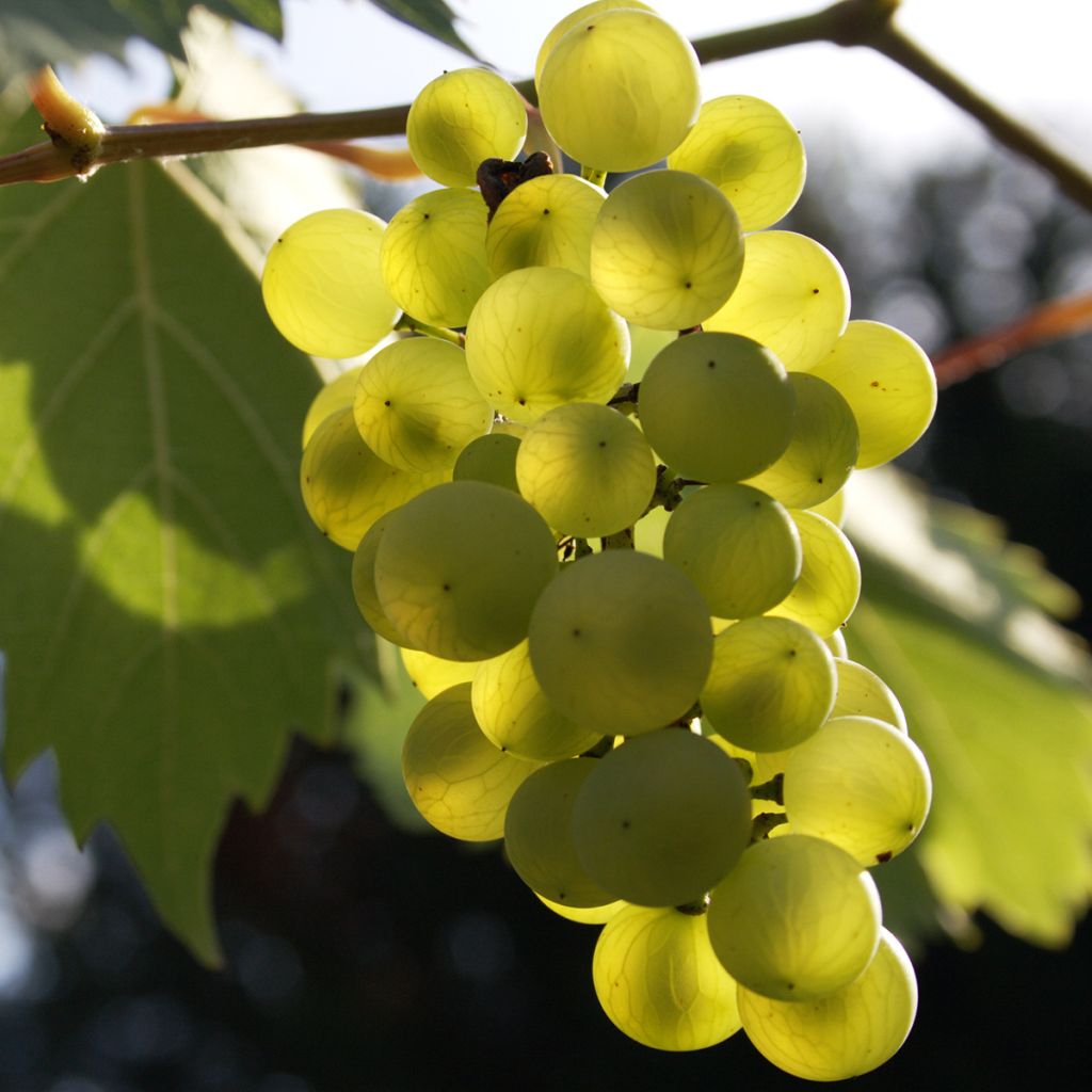 Vitis vinifera Phoenix