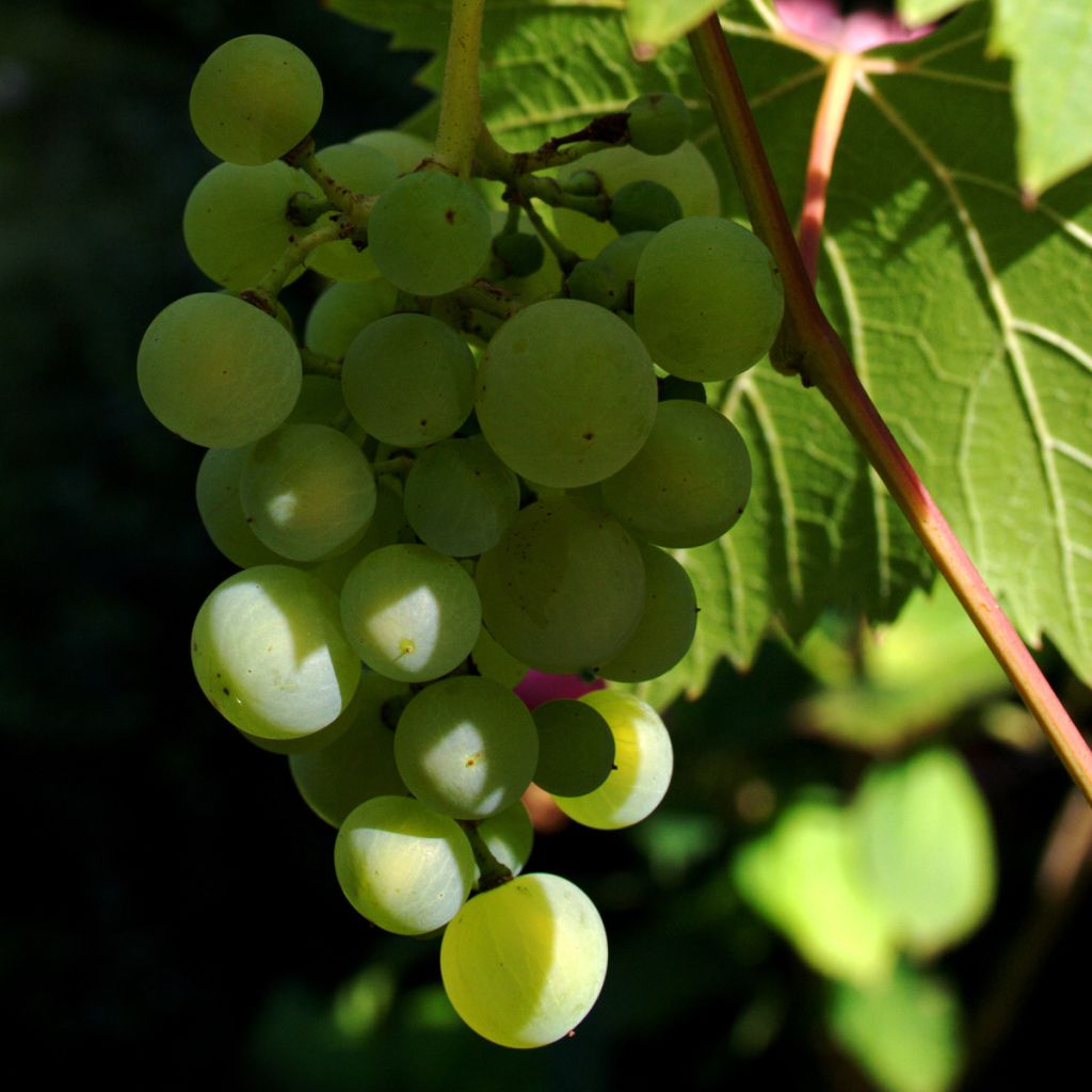 Vitis vinifera Phoenix