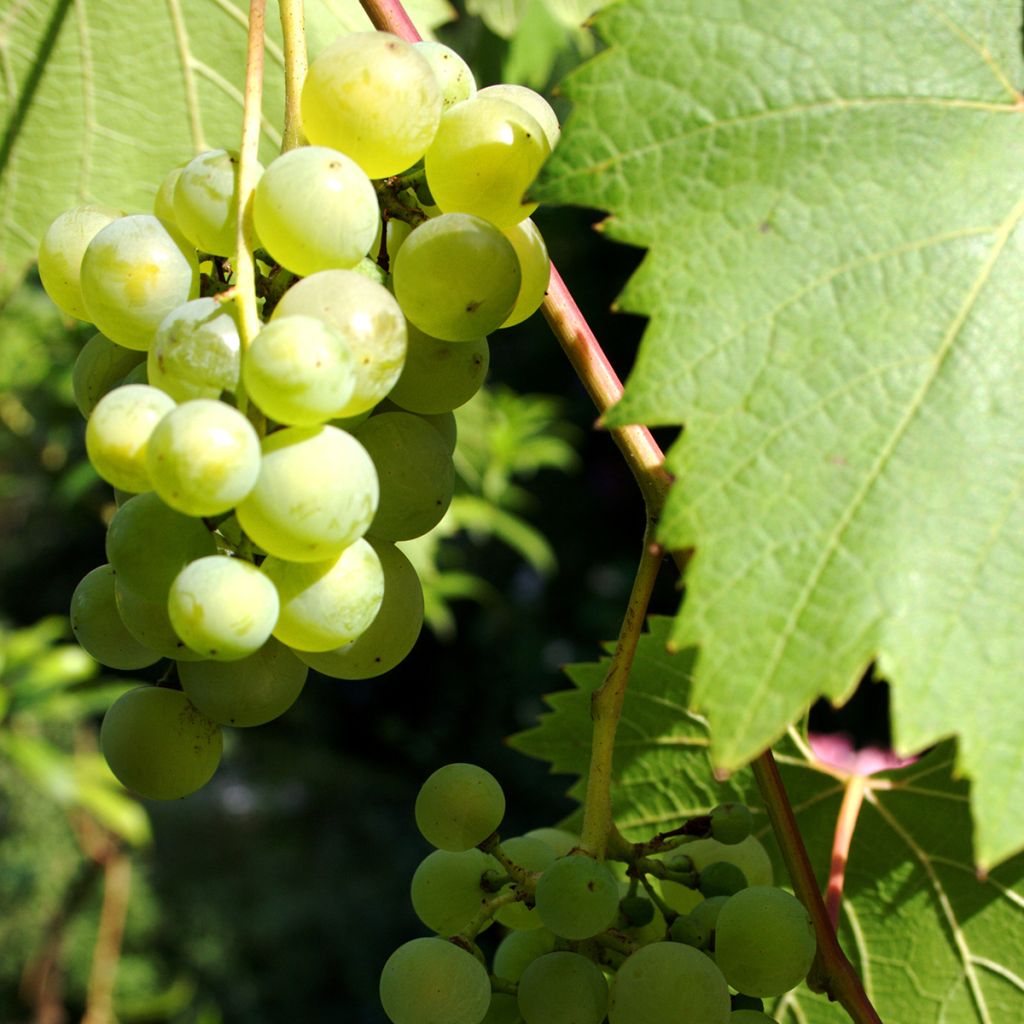 Vitis vinifera Phoenix