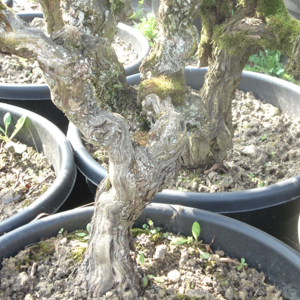 Vigne ancienne Roussette - Vitis Altesse