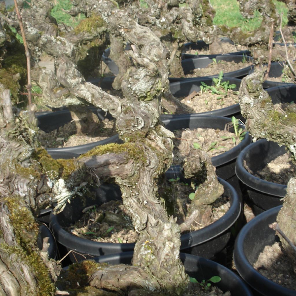 Vigne ancienne Roussette - Vitis Altesse